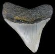 Megalodon Tooth - North Carolina #59146-1